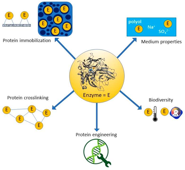 Fig.1 Strategies for all enzyme stabilization. (Beaufils, et al., 2021)