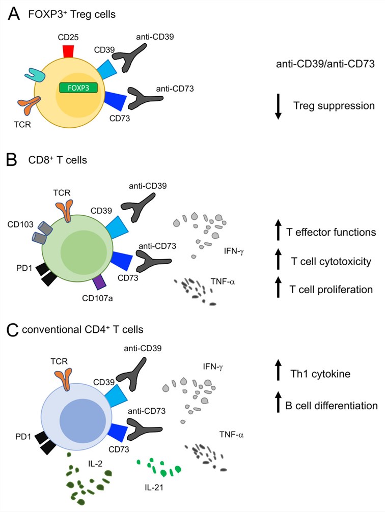 Fig.1 Effects of targeting ENTPD1/CD39 on T cells. (OA Literature)
