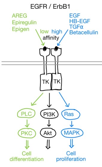 Fig. 1 Schematic of EGFR (ErbB1) receptor tyrosine kinase. (OA Literature)