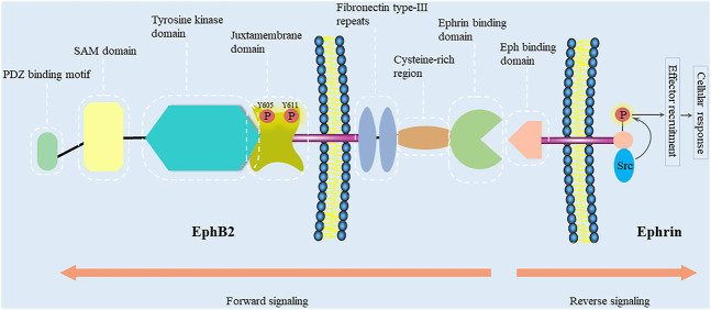Fig. 1 Schematic diagram of human EPHB2 ephrin bidirectional signalling assembly, reference illustration for EPHB2 related membrane protein research reagents. (OA Literature)