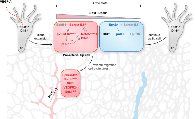 Fig. 1 EphB4-Ephrin-B2 arteriovenous endothelial sorting developmental pathway schematic for vascular biology research, applicable to EphB4 extracellular domain recombinant protein, isoform-specific antibody and endothelial sprouting functional cell assays. (OA Literature)