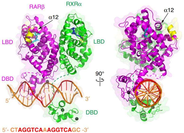 Fig.1 Overall structure of the RARβ–RXRα heterodimer on DNA in two views. (Chandra, et al., 2017)