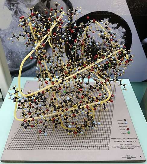 Fig.1 Myoglobin protein model.
