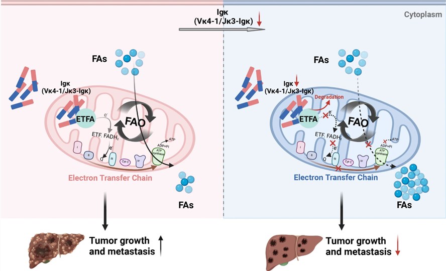 Fig.1 ETFA can facilitate fatty acid β-oxidation. (OA Literature)