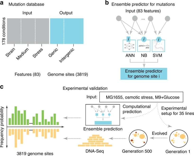 Fig.1 Overview of predicting mutations in E. coli using a data-driven approach. (Wang, et al., 2018)