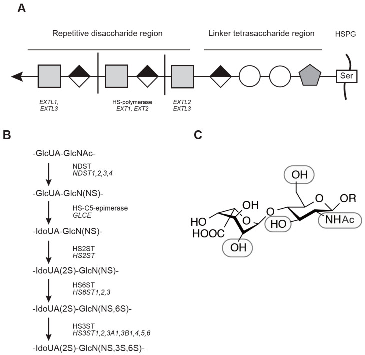 Fig. 1 Schematic view of EXT1 driven heparan sulfate glycan polymerization for proteoglycan modification, reference illustration for EXT1 related research reagents. (OA Literature)