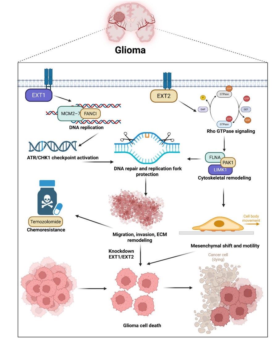 Fig.1 Dual-axis model of EXT1's and EXT2's functions in glioma biology. (OA Literature)