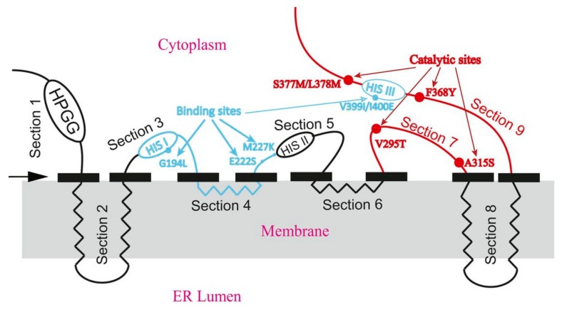 Fig. 1 Predicted endoplasmic reticulum membrane topology schematic of FADS2 desaturase. (OA Literature)