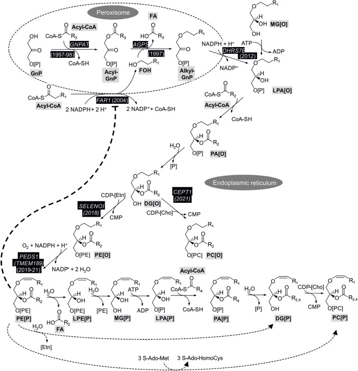 Fig. 1 Pathway diagram of mammalian plasmalogen synthesis. Peroxisomal FAR1 produces fatty alcohols to initiate ether lipid biosynthesis. (OA Literature)