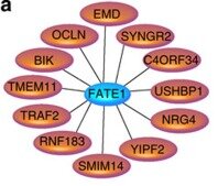 Fig. 1 Protein-protein interaction network showing selected binding partners of human FATE1. (OA Literature)