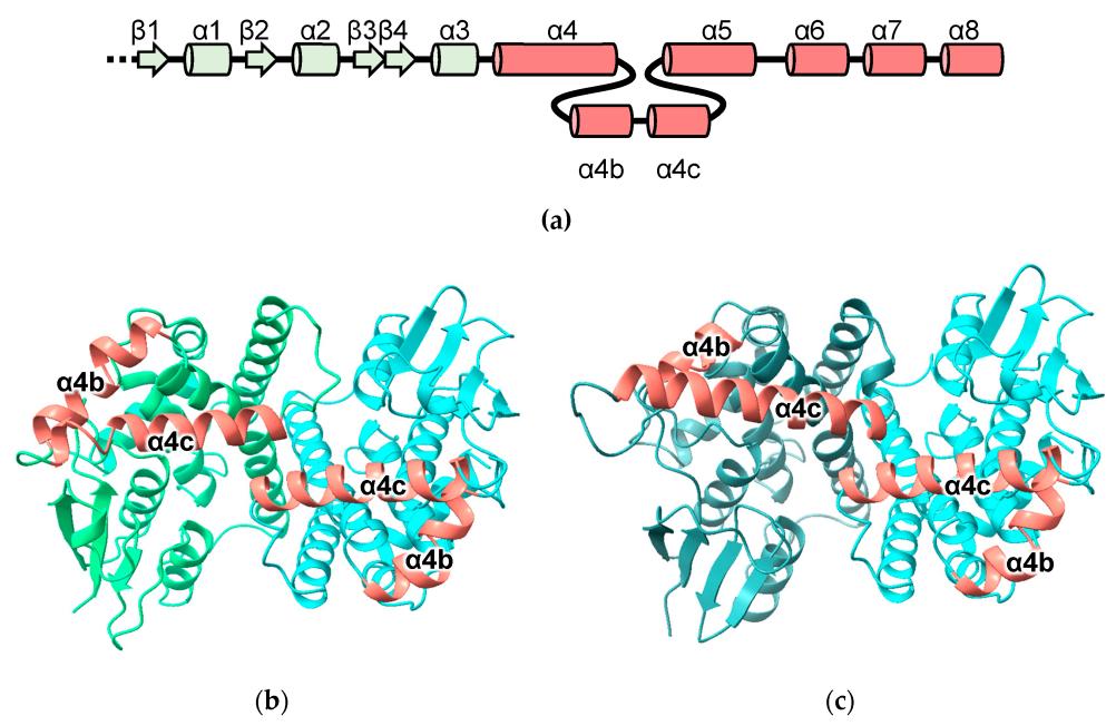 Fig.1 Predicted metaxin and FAXC: Topology and complexes. (OA Literature)