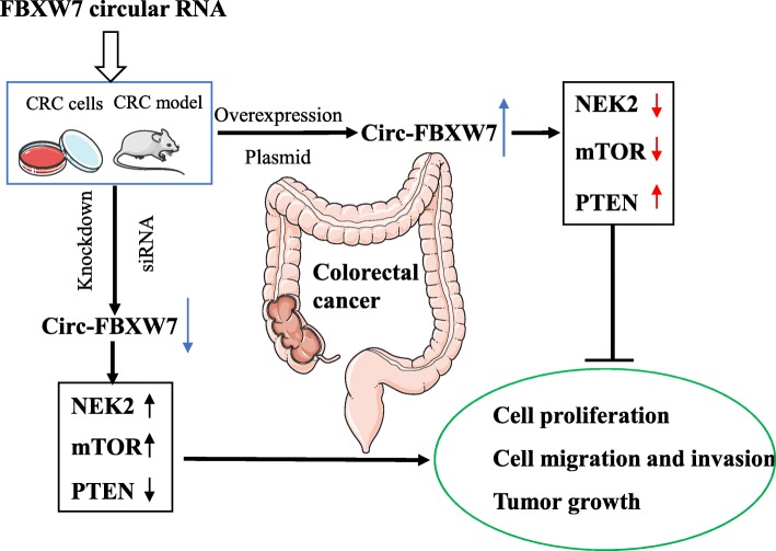 Fig. 1 Circ-FBXW7 regulatory schematic for colorectal cancer tumorigenesis research. (OA Literature)