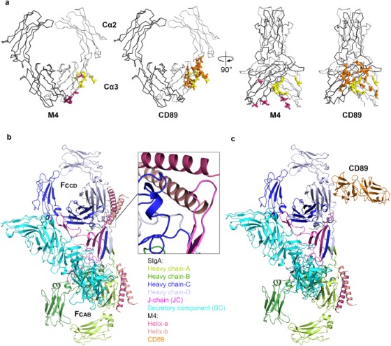 Fig.1 Comparing and modeling the M4 and CD89 (FCAR) binding sites. (OA Literature)