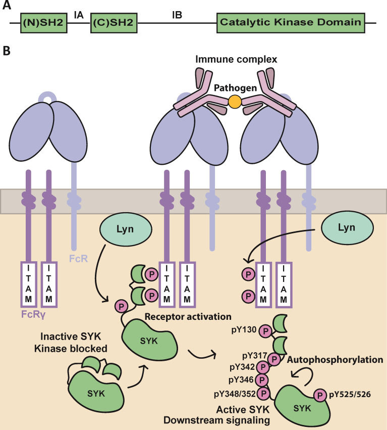 Fig. 1 FCER1G ITAM-dependent SYK activation cascade upstream of mast cell type I hypersensitivity responses. (OA Literature)