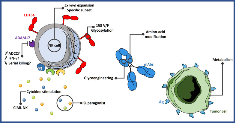 Fig. 1 Regulatory and engineering strategies to enhance FCGR3A (CD16a)-mediated NK anti-tumor ADCC function. (OA Literature)