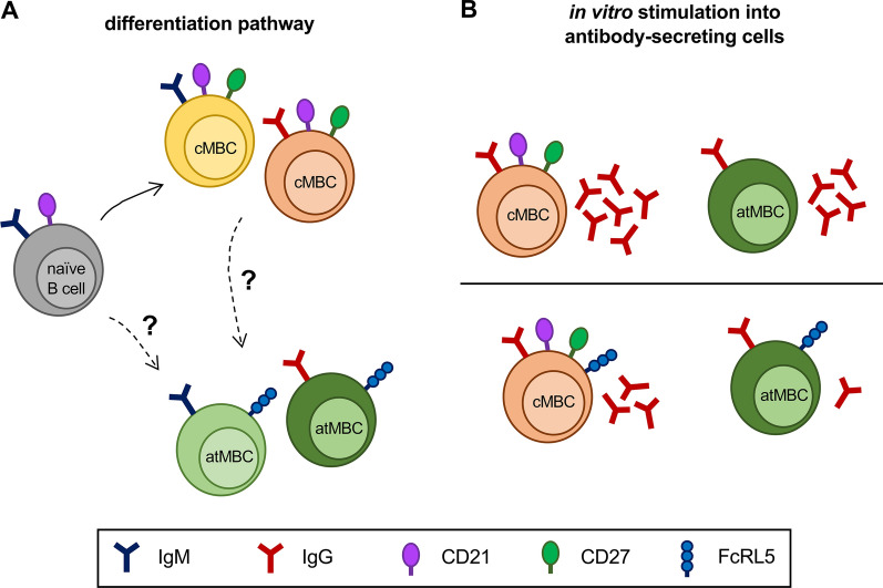 Fig. 1 Schematic of FcRL5 expression profiles in circulating and activated memory B cell developmental pathways. (OA Literature)