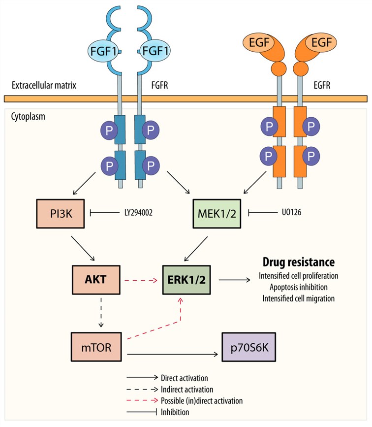 Fig.1. Potential mechanism of FGF1 and EGF action. (OA Literature)