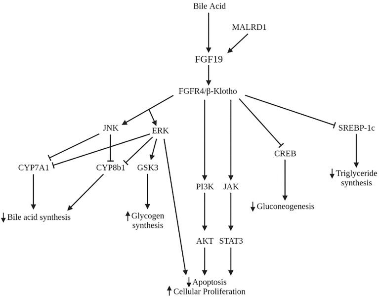 Fig. 1 FGF19 downstream intracellular signaling network for lipid, glucose and bile acid homeostasis. (OA Literature)