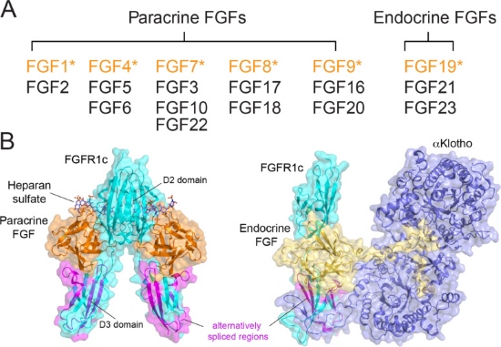 Fig. 1 Diagram of paracrine FGF subfamily classification and FGF FGFR heparan sulfate ternary complex structure, for recombinant FGF8 protein and FGFR interaction research reagents. (OA Literature)