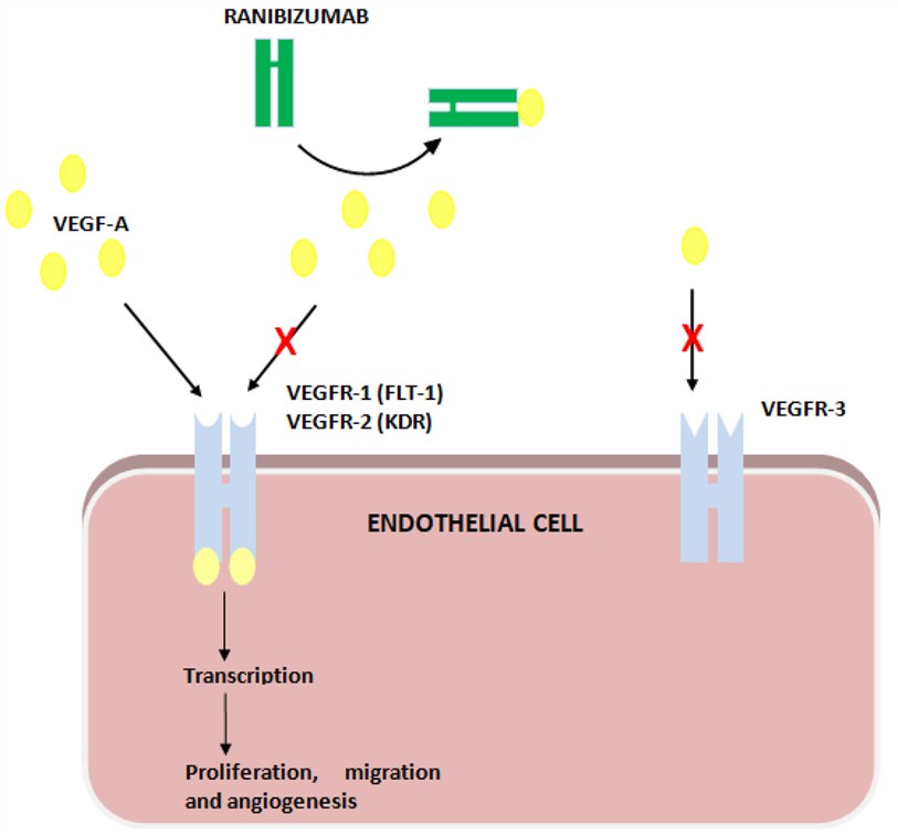 Fig.1 FLT1 functions. (OA Literature)