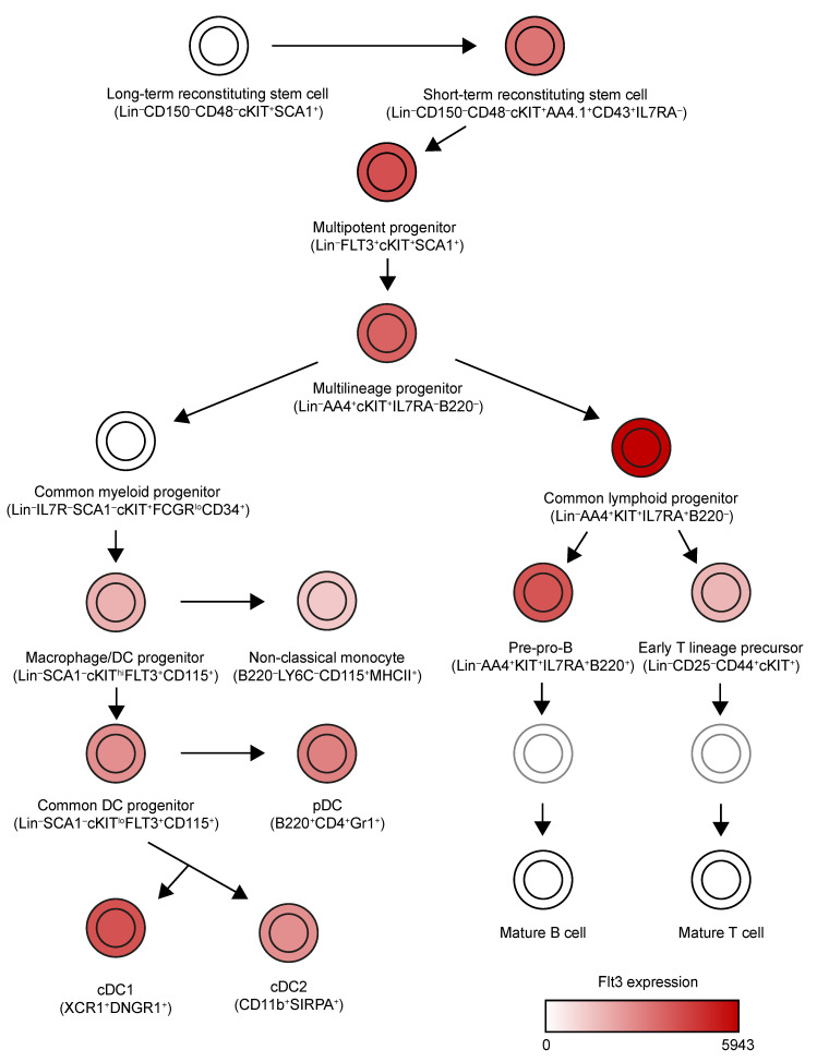 Fig. 1 Schematic showing FLT3 expression distribution among hematopoietic progenitor subgroups for basic dendritic cell mechanism laboratory research with matching FLT3 related laboratory reagents. (OA Literature)