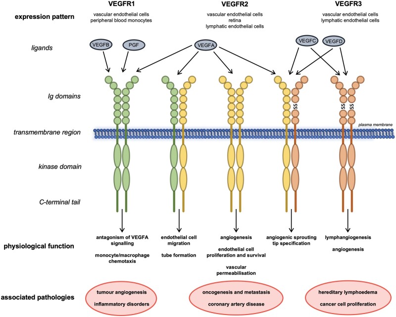 Fig. 1 Schematic overview containing domain architecture of human FLT4 (VEGFR3) for recombinant FLT4 membrane protein research reagent reference. (OA Literature)
