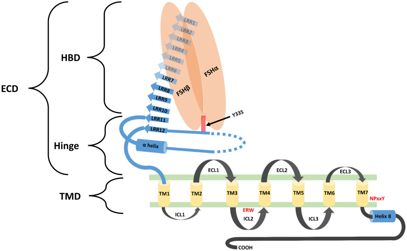 Fig. 1 Schematic topology diagram of human FSHR showing modular domain layout for recombinant FSHR membrane protein research reagent reference. (OA Literature)