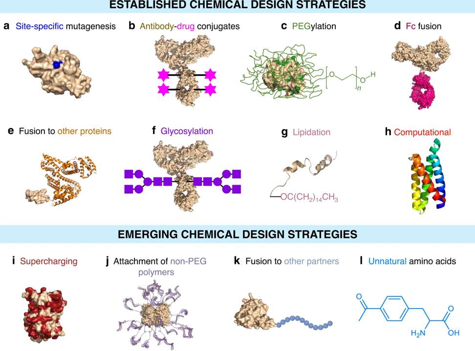 Fig.1 Established and emerging chemical design strategies employed to generate protein-based therapeutics. (Ebrahimi and Devleena, 2023)