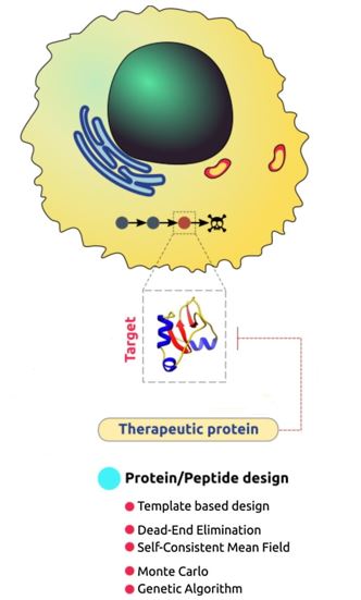 An overview of the methods of therapeutic protein design. 