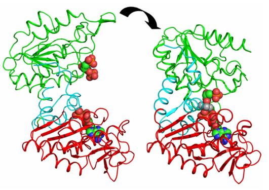  Functional motions of the domain in protein.