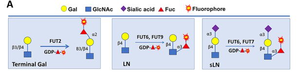Fig. 1 Schematic of FUT2 catalyzed α 1,2 fucosylation using GDP fucose donor and terminal galactose containing glycan acceptor, for recombinant fucosyltransferase protein research reagents. (OA Literature)