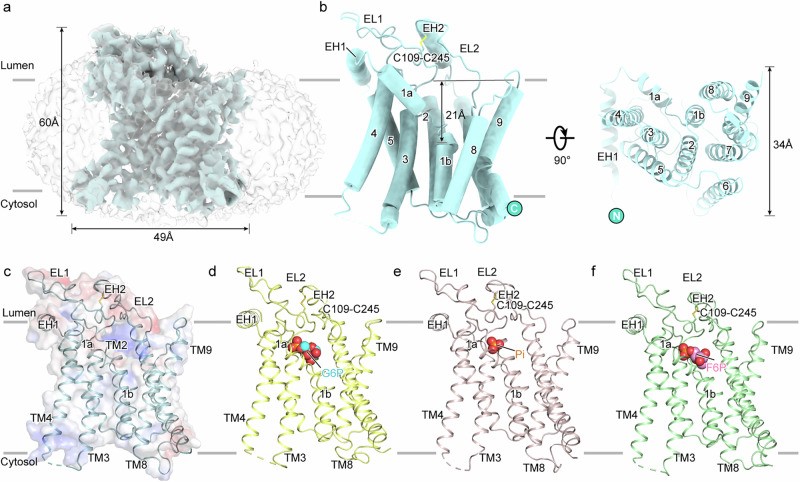 Fig. 1 Cryo EM derived three dimensional structure of human G6PC showing transmembrane topological layout for recombinant G6PC protein research reagent reference. (OA Literature)
