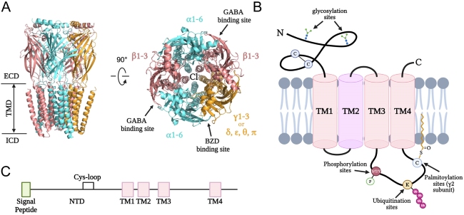 Fig. 1 Structural overview of human GABRA1 containing GABA A receptor complex for recombinant membrane protein research reagent reference. (OA Literature)