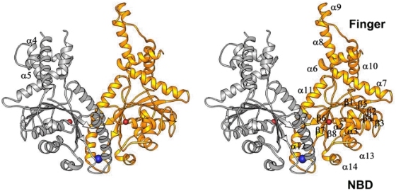 Fig. 1 Two view ribbon representation of Get3 monomer showing NBD and finger domain for recombinant cytoplasmic ATPase research reagent reference. (OA Literature)
