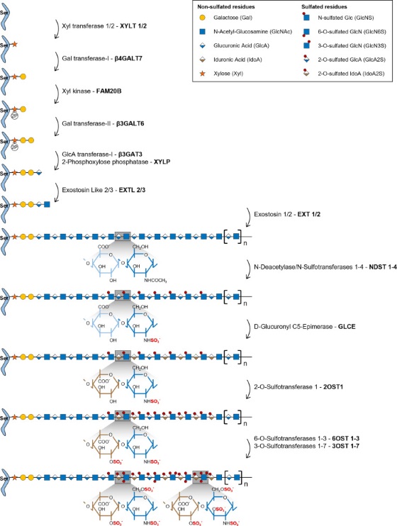 Fig. 1 Schematic overview of Golgi localized heparan sulfate glycosaminoglycan biosynthesis presenting GLCE driven C5 epimerization reaction, for research use of Golgi resident epimerase recombinant protein reagents. (OA Literature)