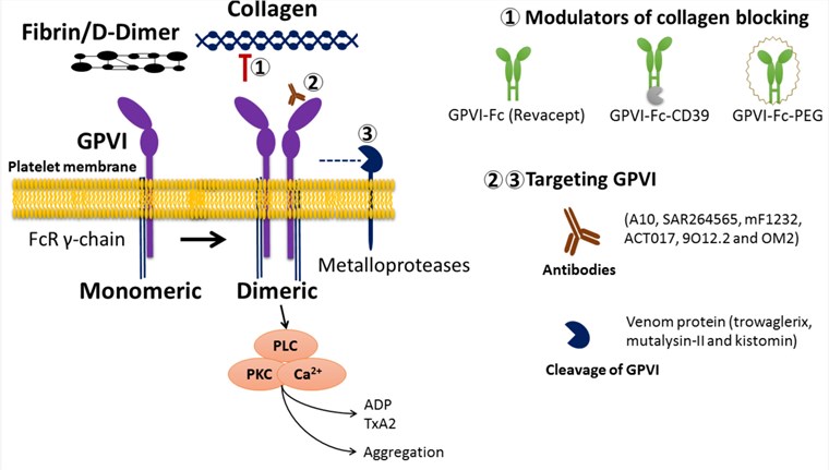 Fig.1 Antiplatelet activity through differential modulation of GP6 and its collagen binding. (OA Literature)