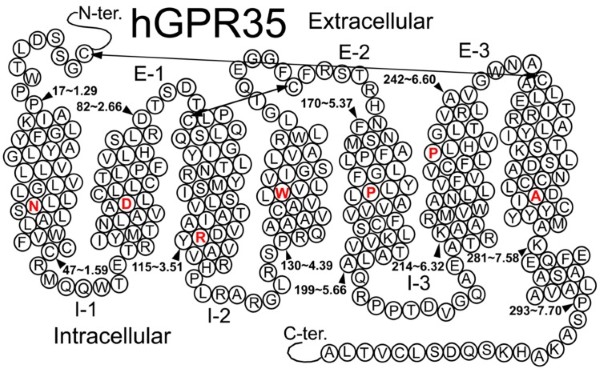 Fig. 1 Schematic topological visualization of human GPR35 class‑A orphan‑GPCR for GPR35 membrane protein, stable cell line and recombinant antibody research reagent characterization. (OA Literature)