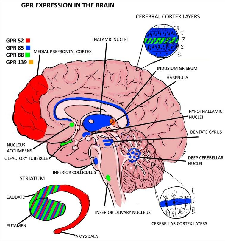 Fig.1 GPR52 expression in brain regions. (OA Literature)