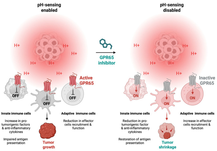 Fig. 1 Dual regulatory model of GPR65 in acidic tumor microenvironment and anti-tumor immunity. (OA Literature)