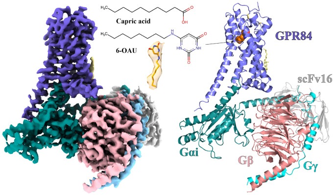 Fig. 1 Cryo EM structure of human GPR84 Gαi signaling complex for recombinant membrane protein research reagent reference. (OA Literature)