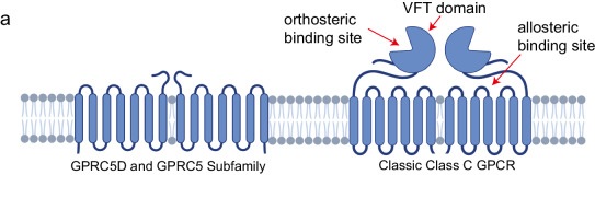 Fig. 1 Topology reference of human GPRC5-subfamily orphan class-C GPCR for epithelial-biology-focused research reagent characterization. Homologous GPRC5D schematic, not direct GPRC5A resolved structure. (OA Literature)