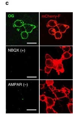 Fig. 1 Fluorescence imaging of cell-surface labeling of recombinantly expressed GRIA2 (GluA2) in HEK293T cells. (OA Literature)