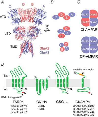 Fig. 1 Cryo EM structure and subunit assembly patterns of AMPA type glutamate receptor complexes containing GRIA3 (GluA3) subunit, alongside topological diagrams of receptor auxiliary subunits. (OA Literature)