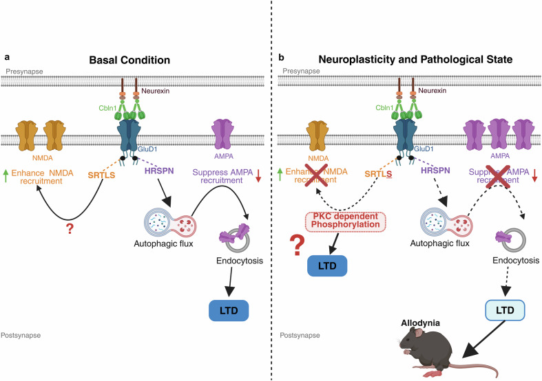 Fig. 1 GRID1 (GluD1) control of glutamate receptor turnover, synaptic LTD and neuropathic pain progression. (OA Literature)