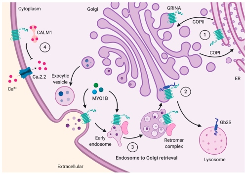 Fig.1 The role of GRINA in vesicle traffic and sorting. (OA Literature)