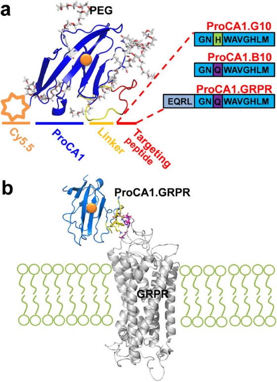 Fig. 1 Schematic of GRPR-specific imaging probe assembly and receptor binding complex structure. (OA Literature)