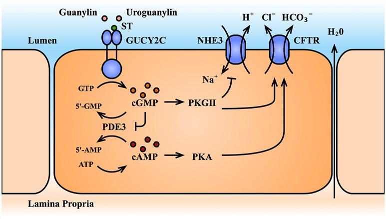 Fig.1 GUCY2C-cGMP signaling axis. (OA Literature)