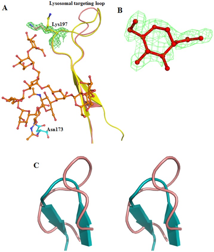Fig. 1 Local structural visualization of human GUSB lysosomal targeting loop for lysosomal hydrolase research reagent characterization. (OA Literature)