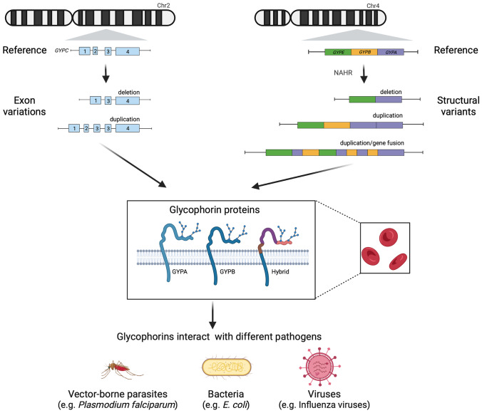 Fig. 1 Glycophorin variant schematic for population genetics and host-pathogen interaction tests. (OA Literature)