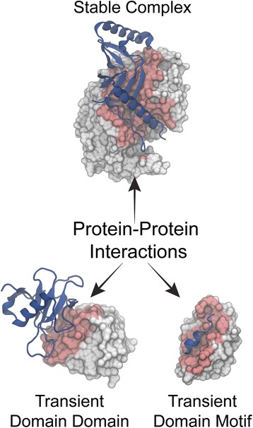 Fig. 1 Protein-protein interaction types based on affinity and stability. (OA Literature)